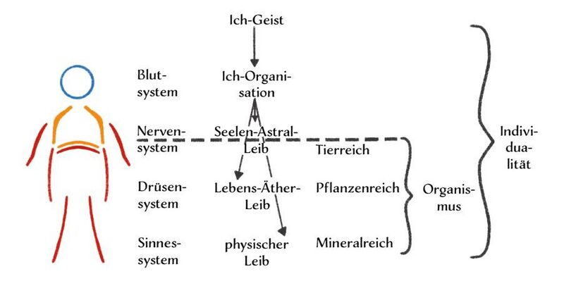 Datei:Abb. 6, S. 98.jpeg