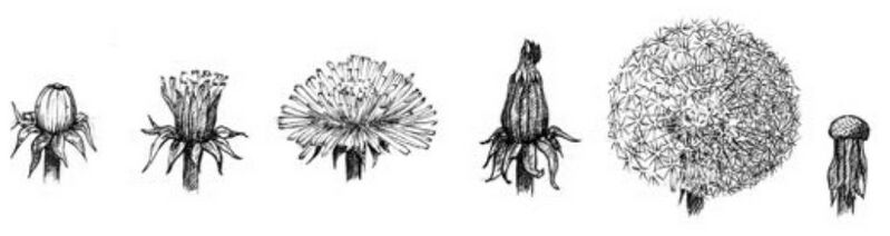 Datei:Abb. 30, S. 409.jpg