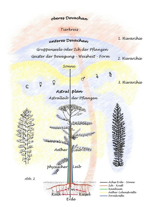 Abb. 2 aus dem Buch Das Organismusprinzip ..., S. 15