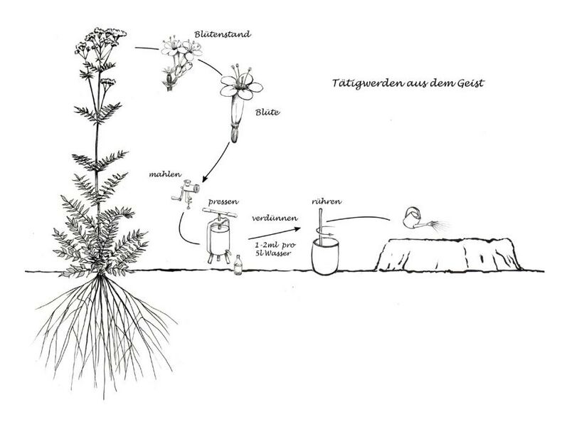 Datei:Abb. 33, S. 431.jpeg