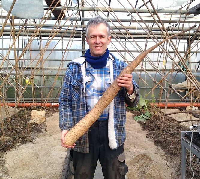 Datei:Lichtwurzel Prachtexemplar direkt nach der Ernte.jpg