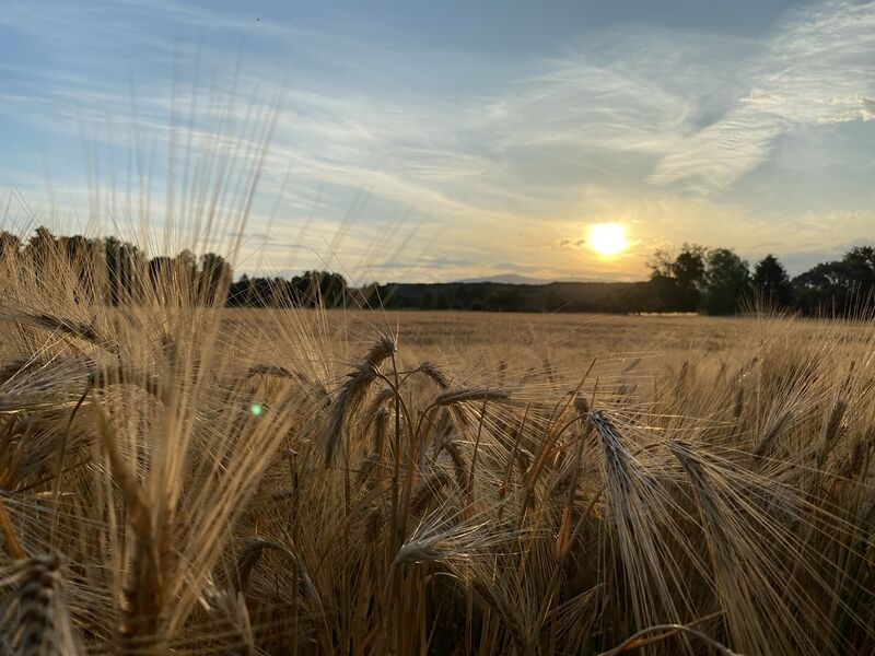 Datei:Kornfeld an der Nidda in Frankfurt am Main.JPG